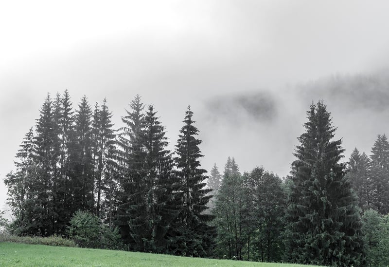 Black Forest